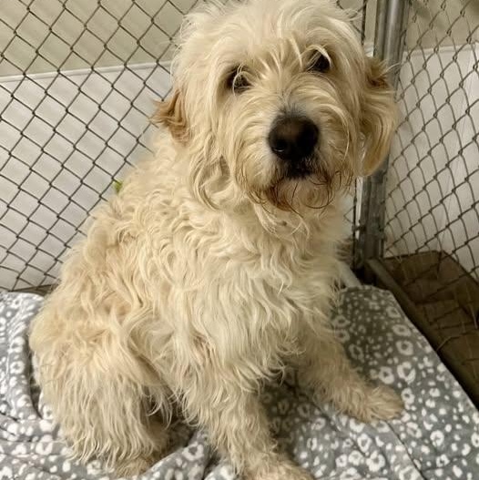 Enlarge Daisy, a ADOPTABLE mixed breed in Pacific, MO image 1/1