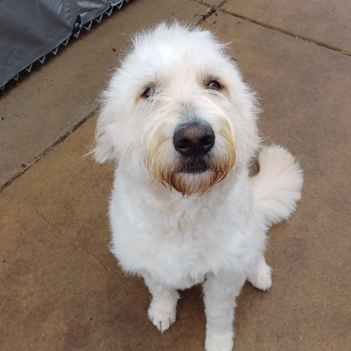 Daisy, adopted, Young Female Goldendoodle & Great Pyrenees.