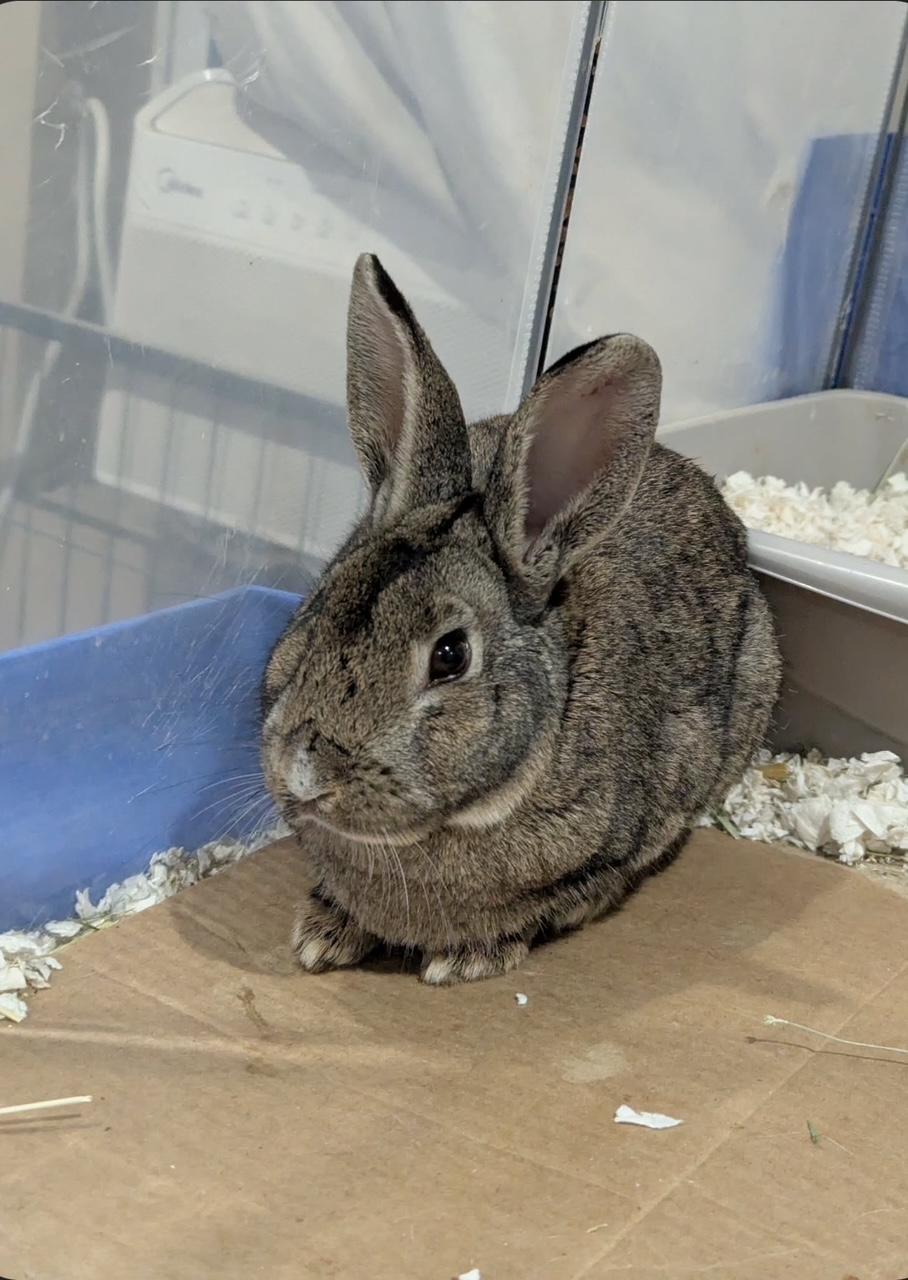 Enlarge BLAKE, a Adoptable Bunny Rabbit in Forest Hills, NY image 4/5