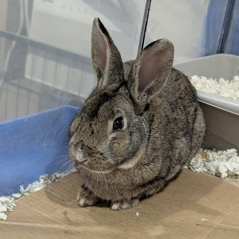 Enlarge BLAKE, a Adoptable Bunny Rabbit in Forest Hills, NY image 4/5