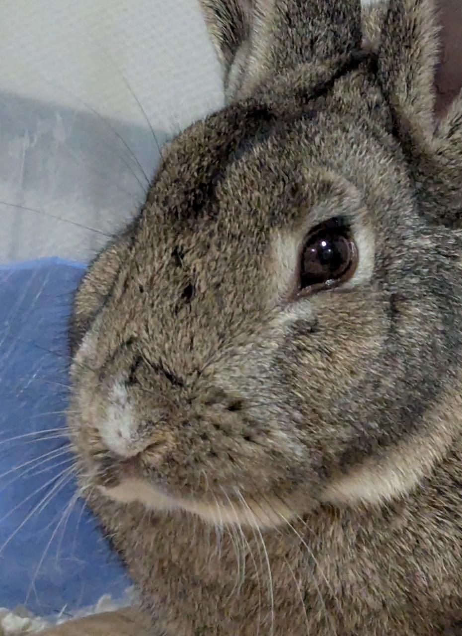 Enlarge BLAKE, a Adoptable Bunny Rabbit in Forest Hills, NY image 5/5