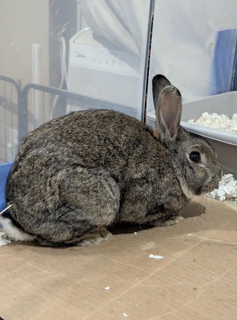 Enlarge BLAKE, a Adoptable Bunny Rabbit in Forest Hills, NY image 3/5