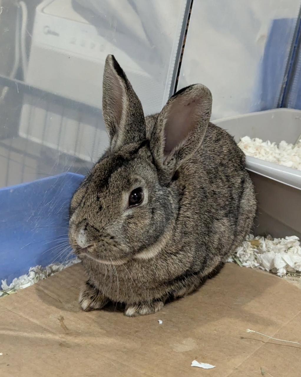 Enlarge BLAKE, a Adoptable Bunny Rabbit in Forest Hills, NY image 2/5