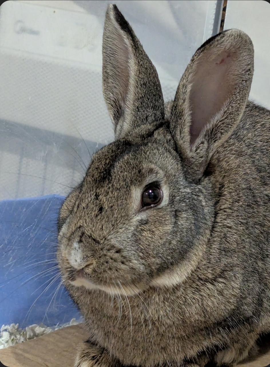 BLAKE, Adoptable, Adult Male Bunny Rabbit.
