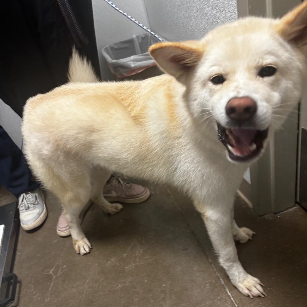 Enlarge Maggie, a Adoptable mixed breed in Tulsa, OK image 1/6