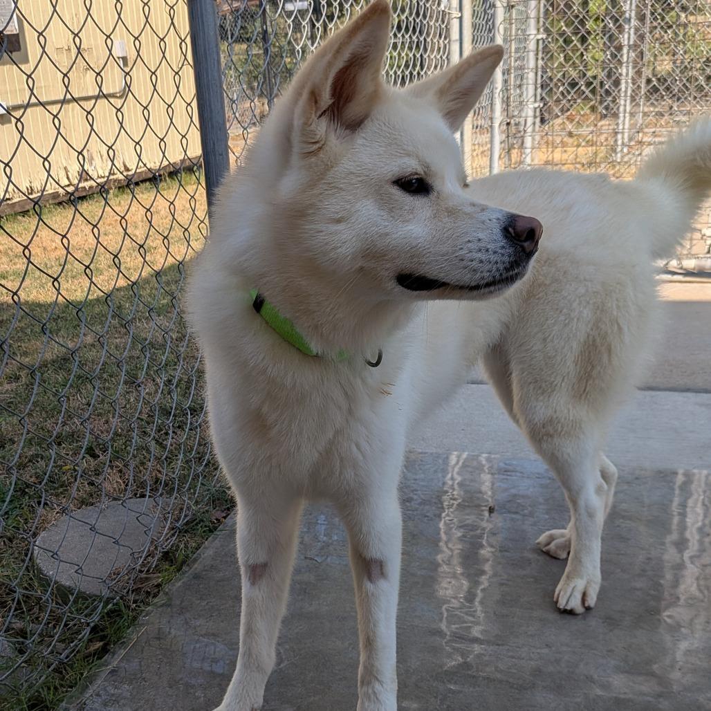 Enlarge Maggie, a Adoptable mixed breed in Tulsa, OK image 2/6