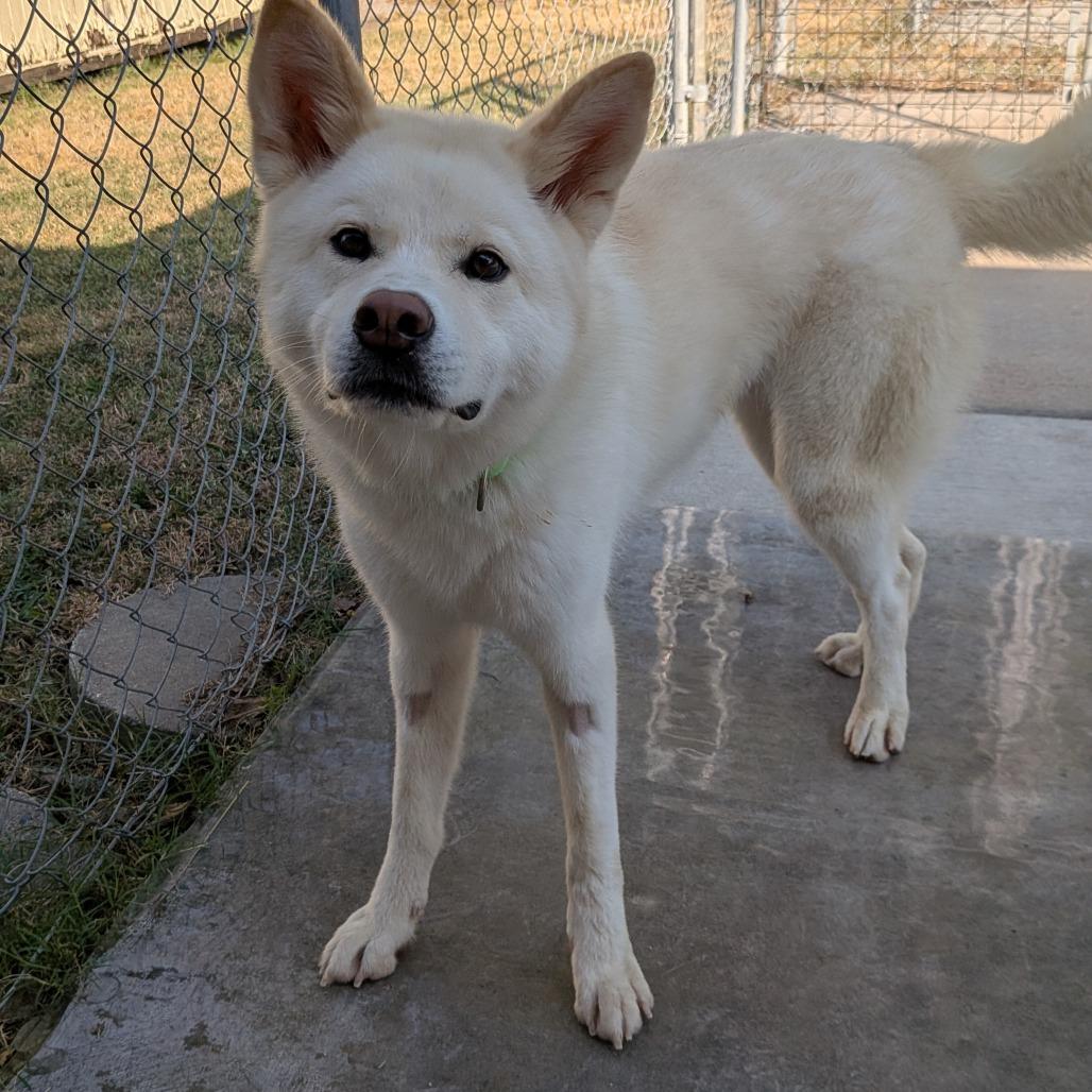 Enlarge Maggie, a Adoptable mixed breed in Tulsa, OK image 3/6