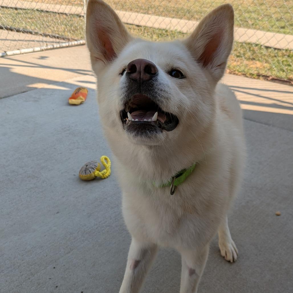 Enlarge Maggie, a Adoptable mixed breed in Tulsa, OK image 4/6