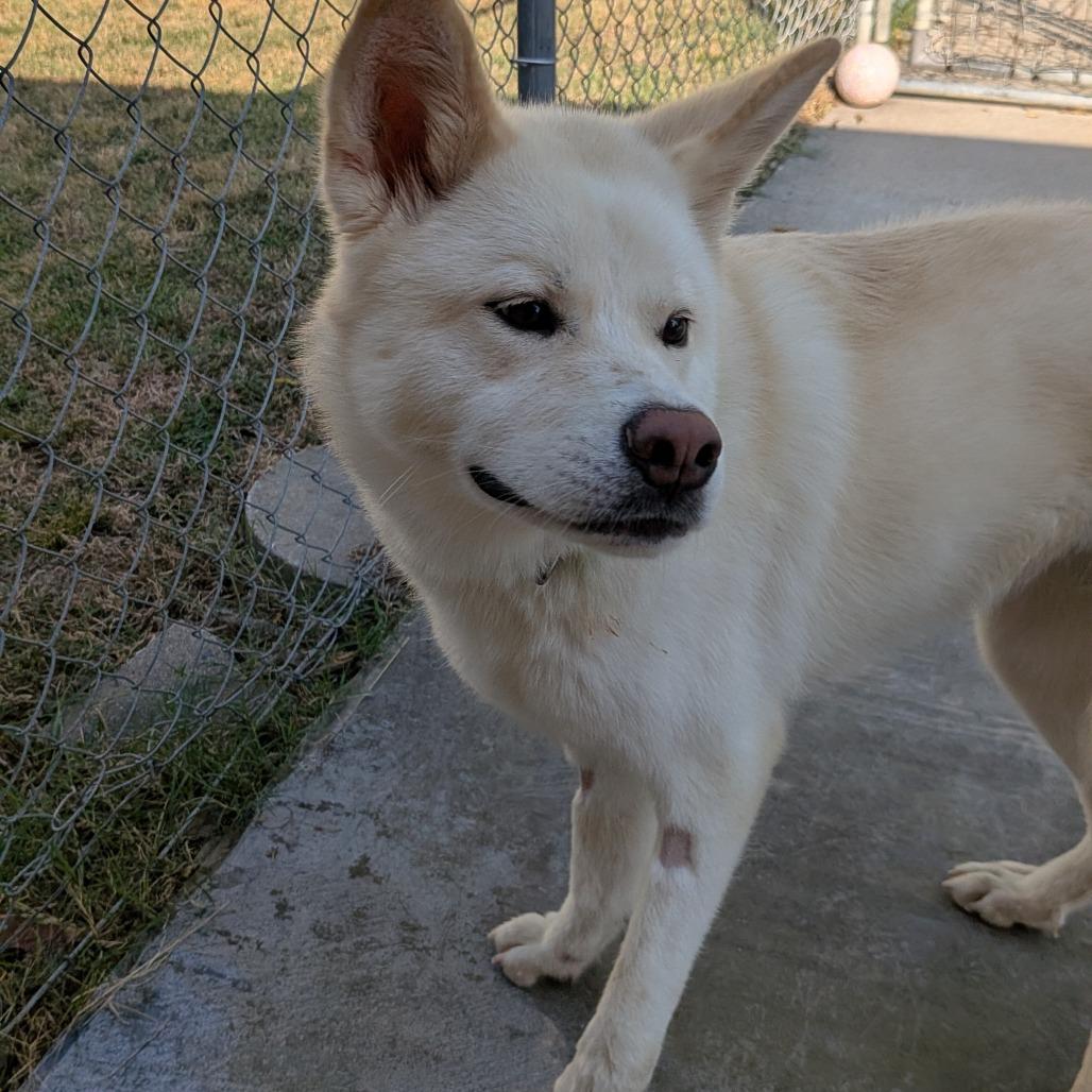 Enlarge Maggie, a Adoptable mixed breed in Tulsa, OK image 5/6