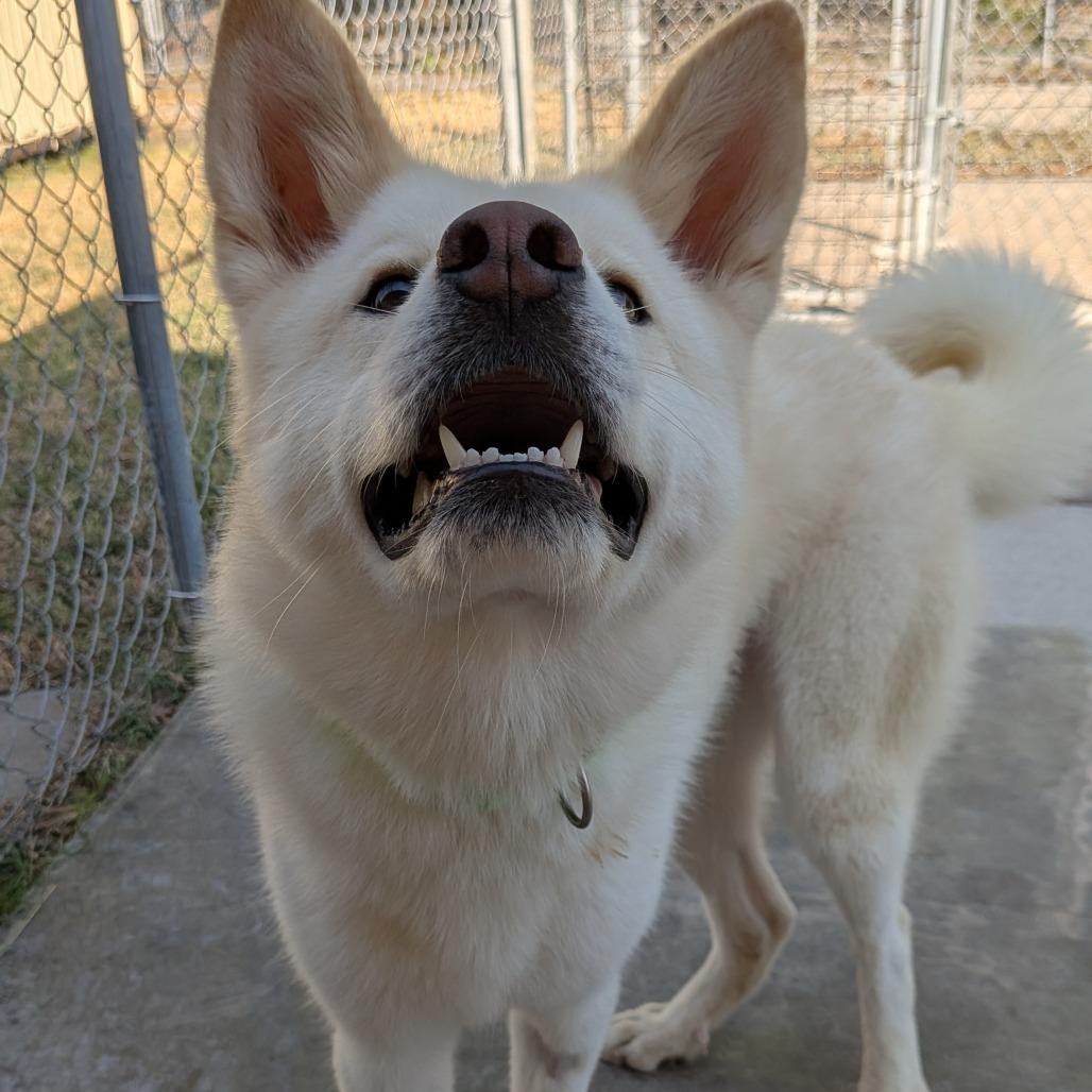Enlarge Maggie, a Adoptable mixed breed in Tulsa, OK image 6/6