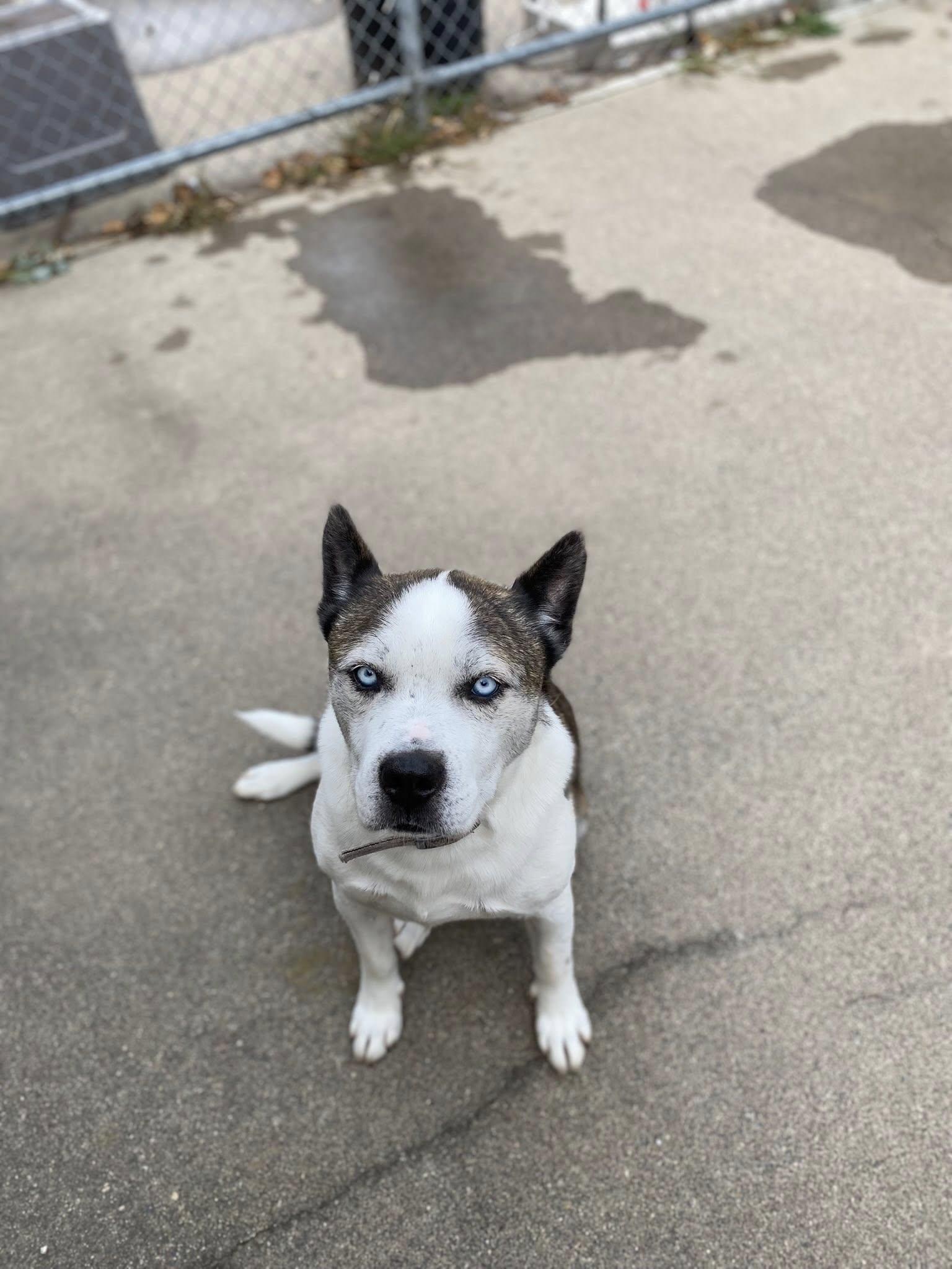 Flynn, Adoptable, Adult Male Husky.