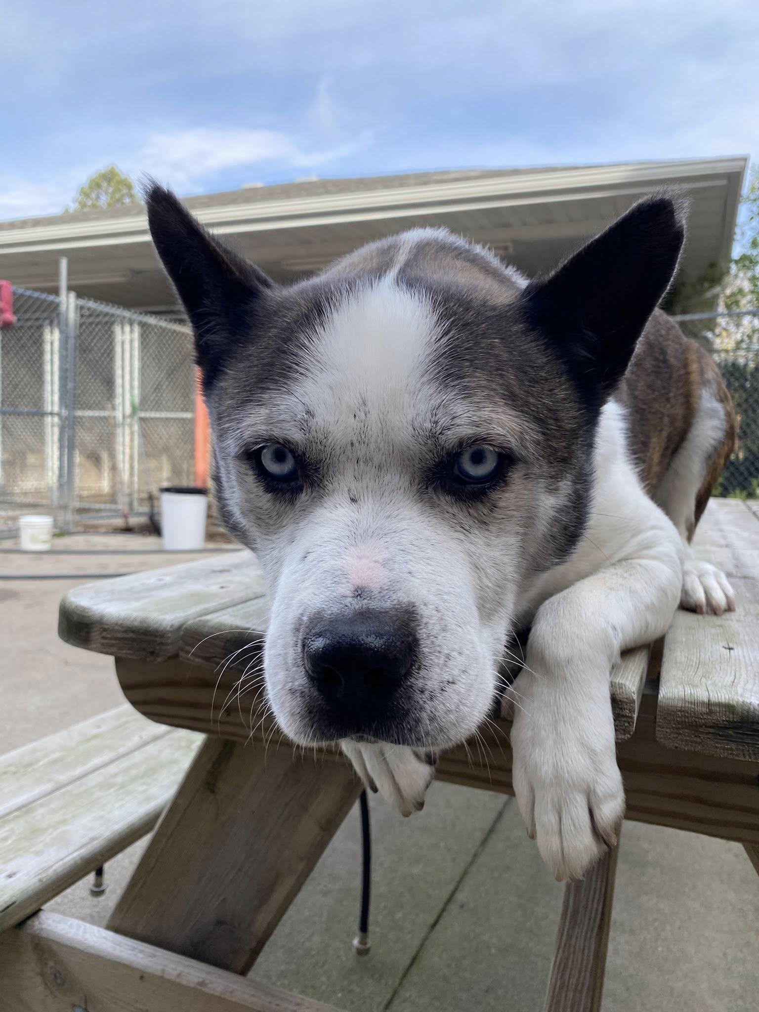 Flynn, an adoptable Husky in Little Falls, MN, 56345 | Photo Image 2