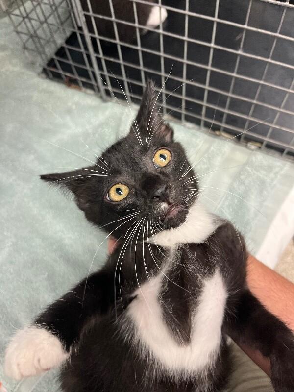 Pip, Adoptable, Young Male Domestic Short Hair.
