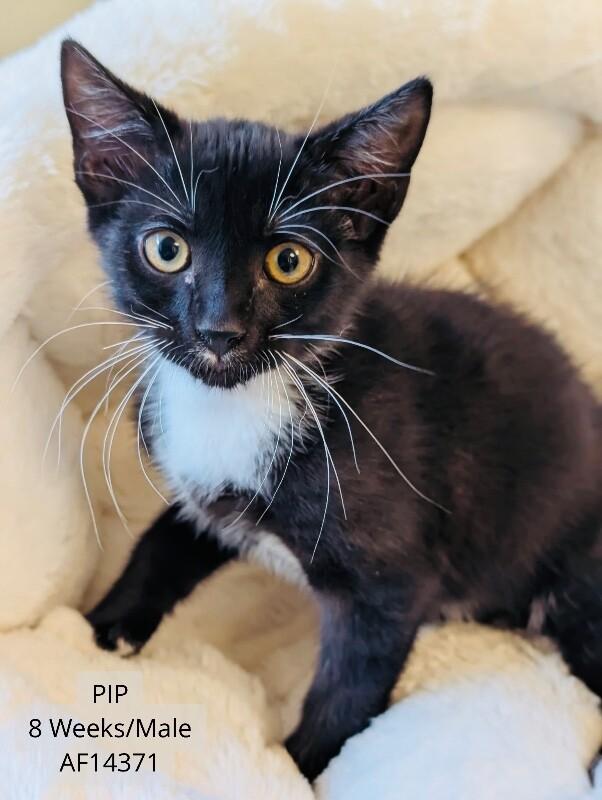 Enlarge Pip, a Adoptable Domestic Short Hair in Supply, NC image 2/2