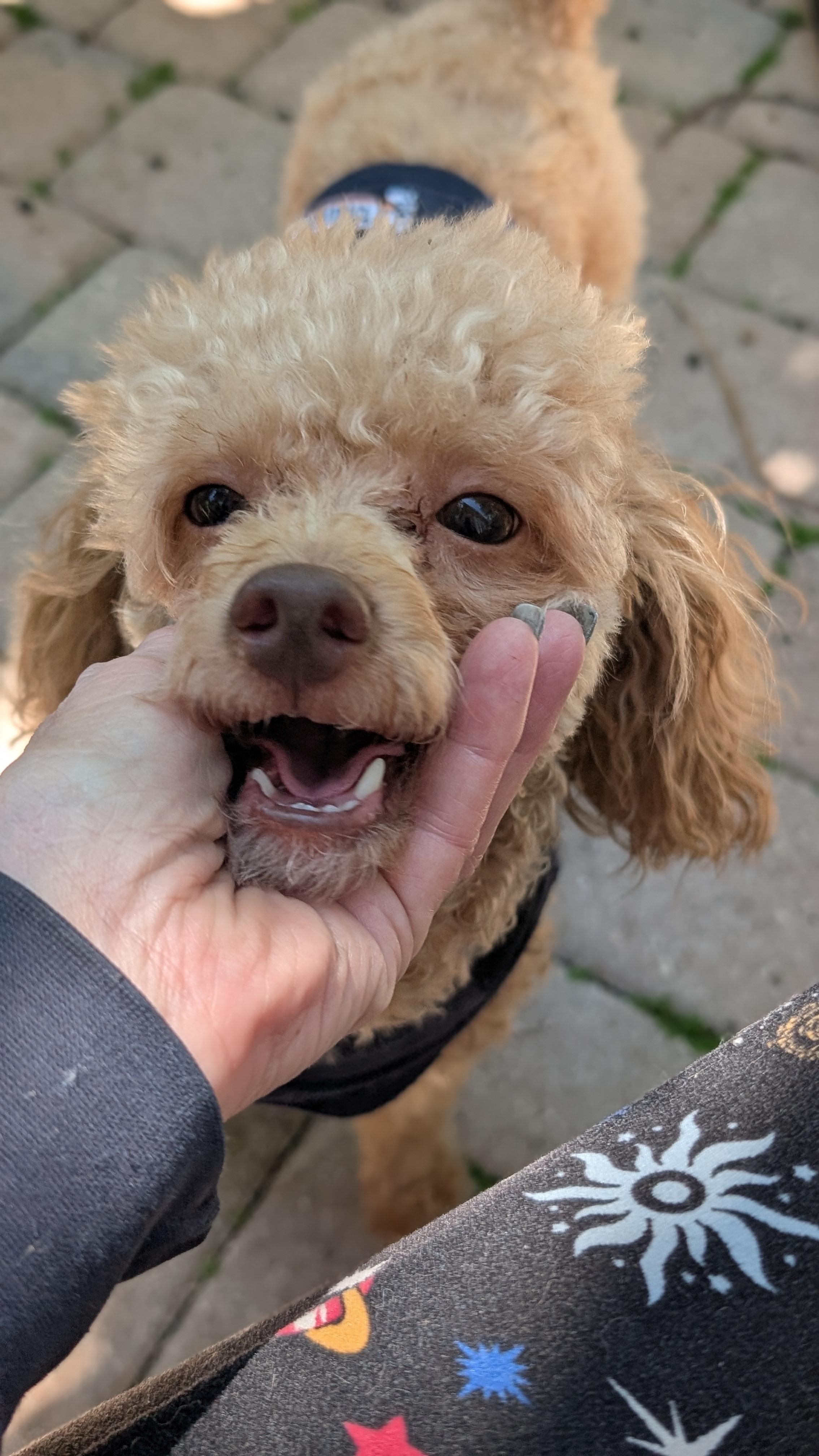 Enlarge Ravi, a ADOPTABLE Miniature Poodle in Fort Lauderdale, FL image 4/6