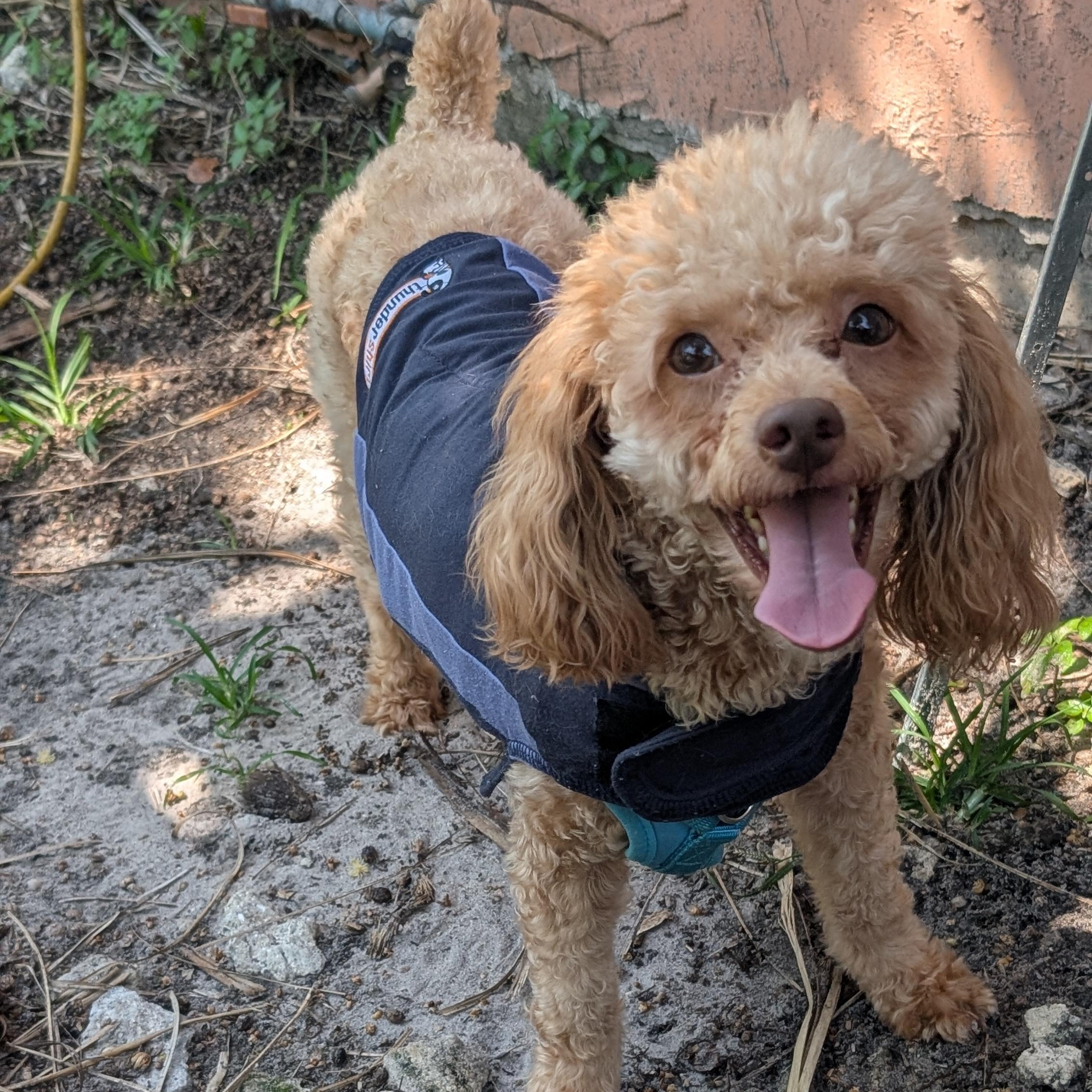 Enlarge Ravi, a ADOPTABLE Miniature Poodle in Fort Lauderdale, FL image 1/6