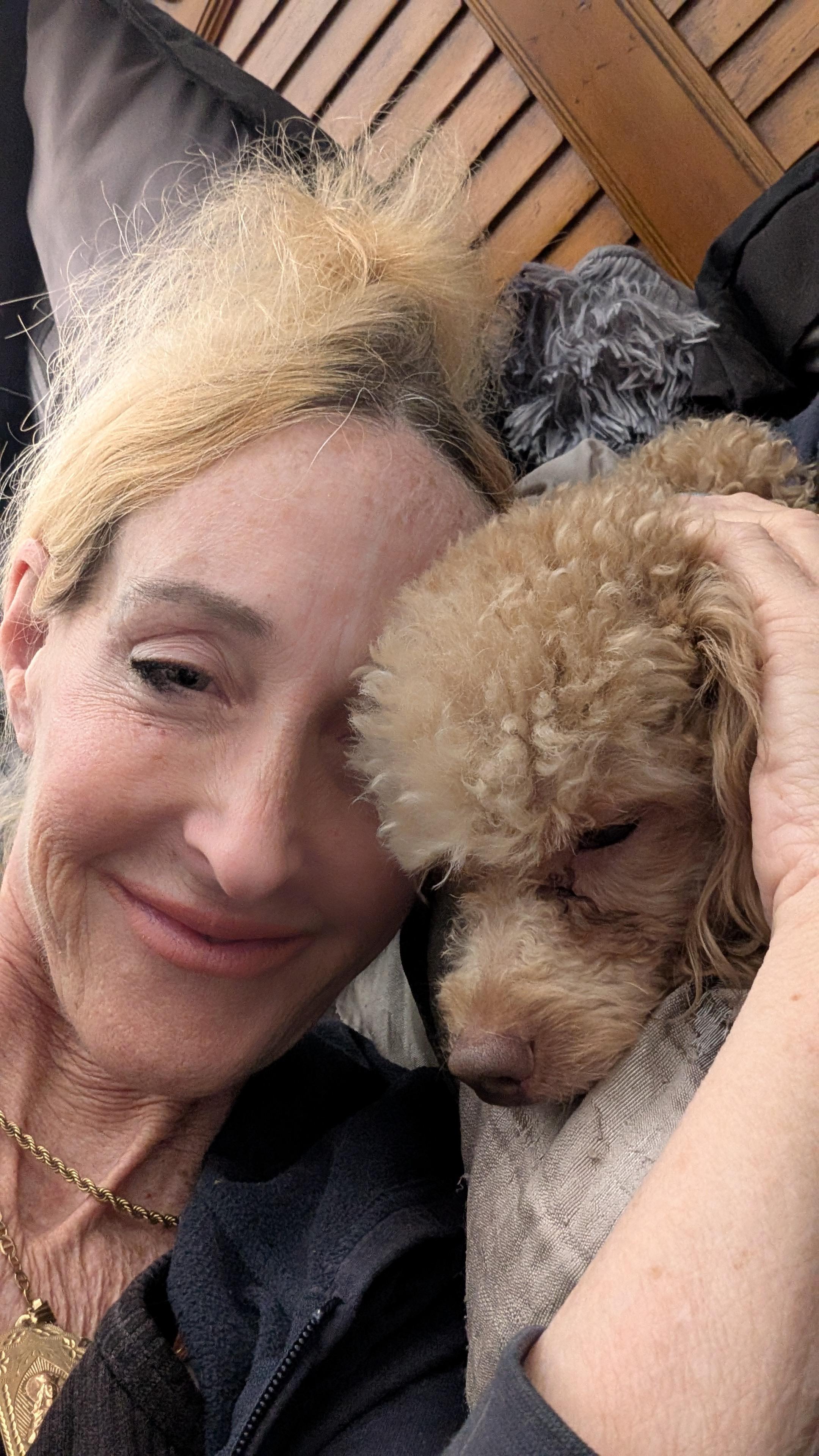Enlarge Ravi, a ADOPTABLE Miniature Poodle in Fort Lauderdale, FL image 6/6