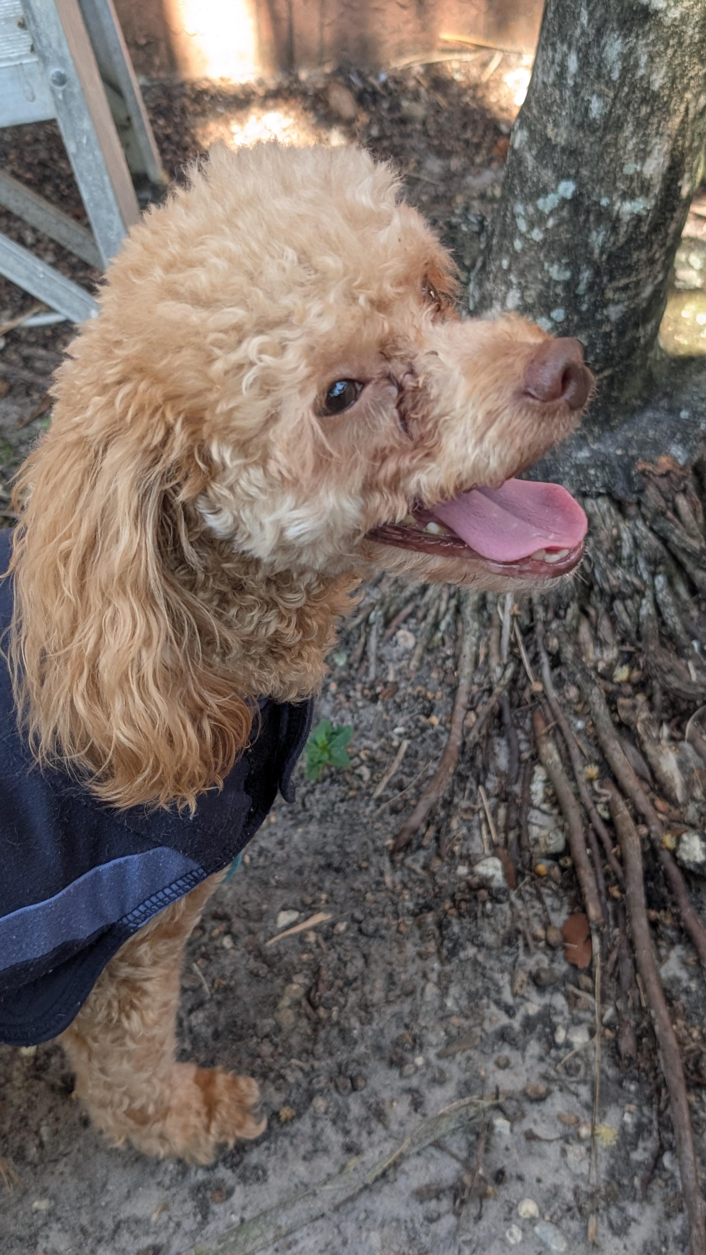 Enlarge Ravi, a ADOPTABLE Miniature Poodle in Fort Lauderdale, FL image 2/6