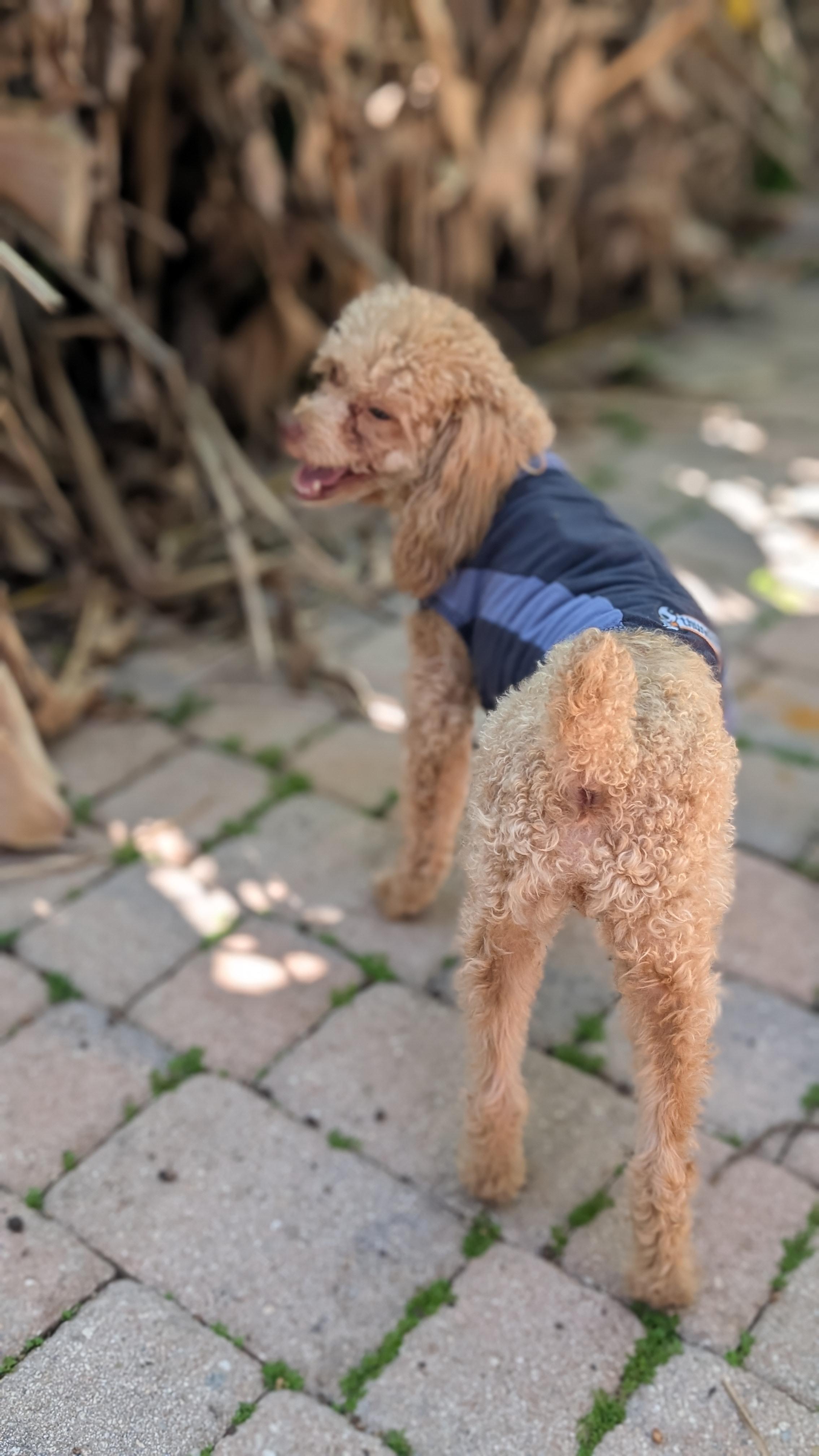 Enlarge Ravi, a ADOPTABLE Miniature Poodle in Fort Lauderdale, FL image 3/6