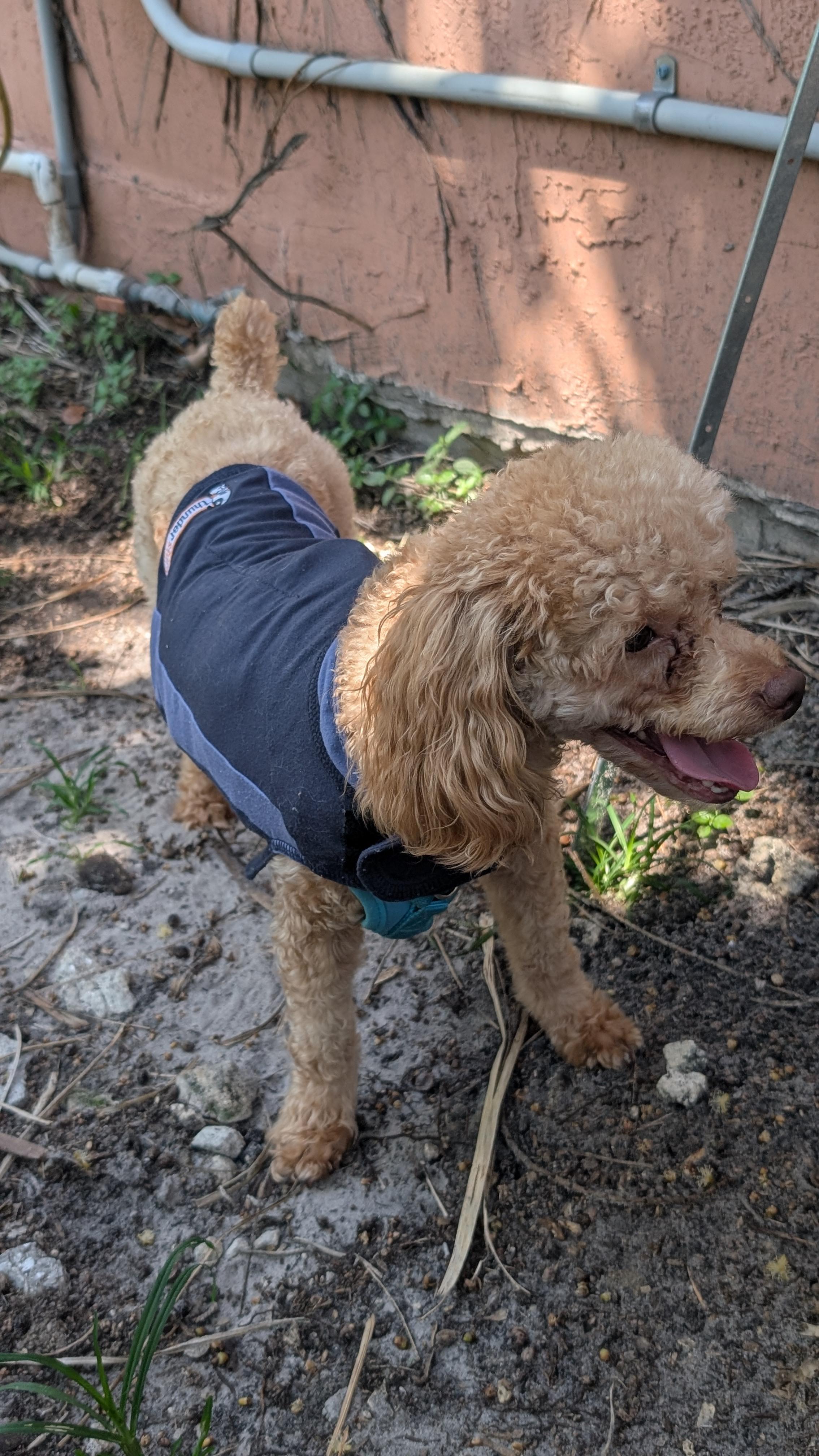 Enlarge Ravi, a ADOPTABLE Miniature Poodle in Fort Lauderdale, FL image 5/6