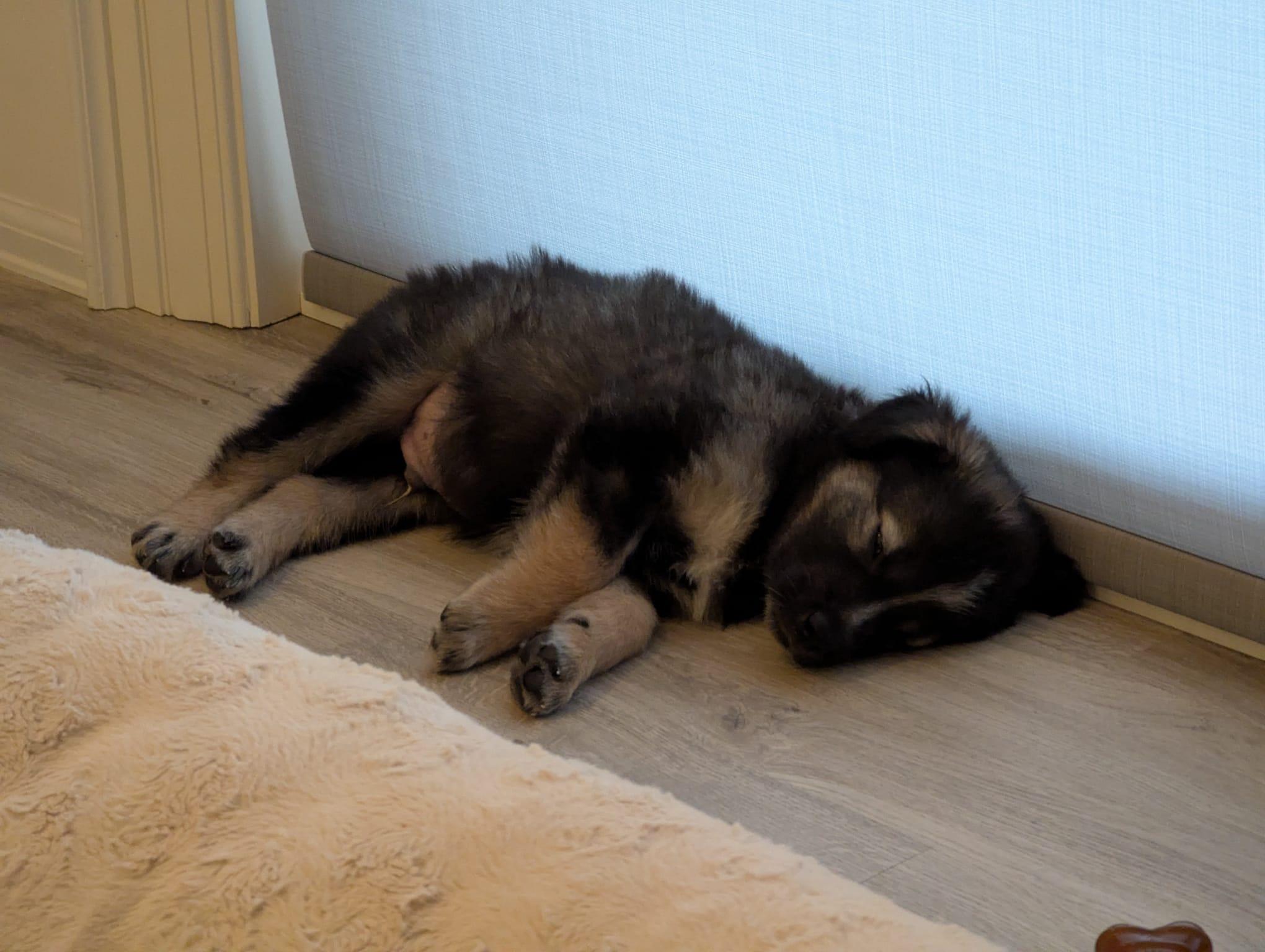 Lee, an adopted mixed breed in Toronto, ON image 2/3