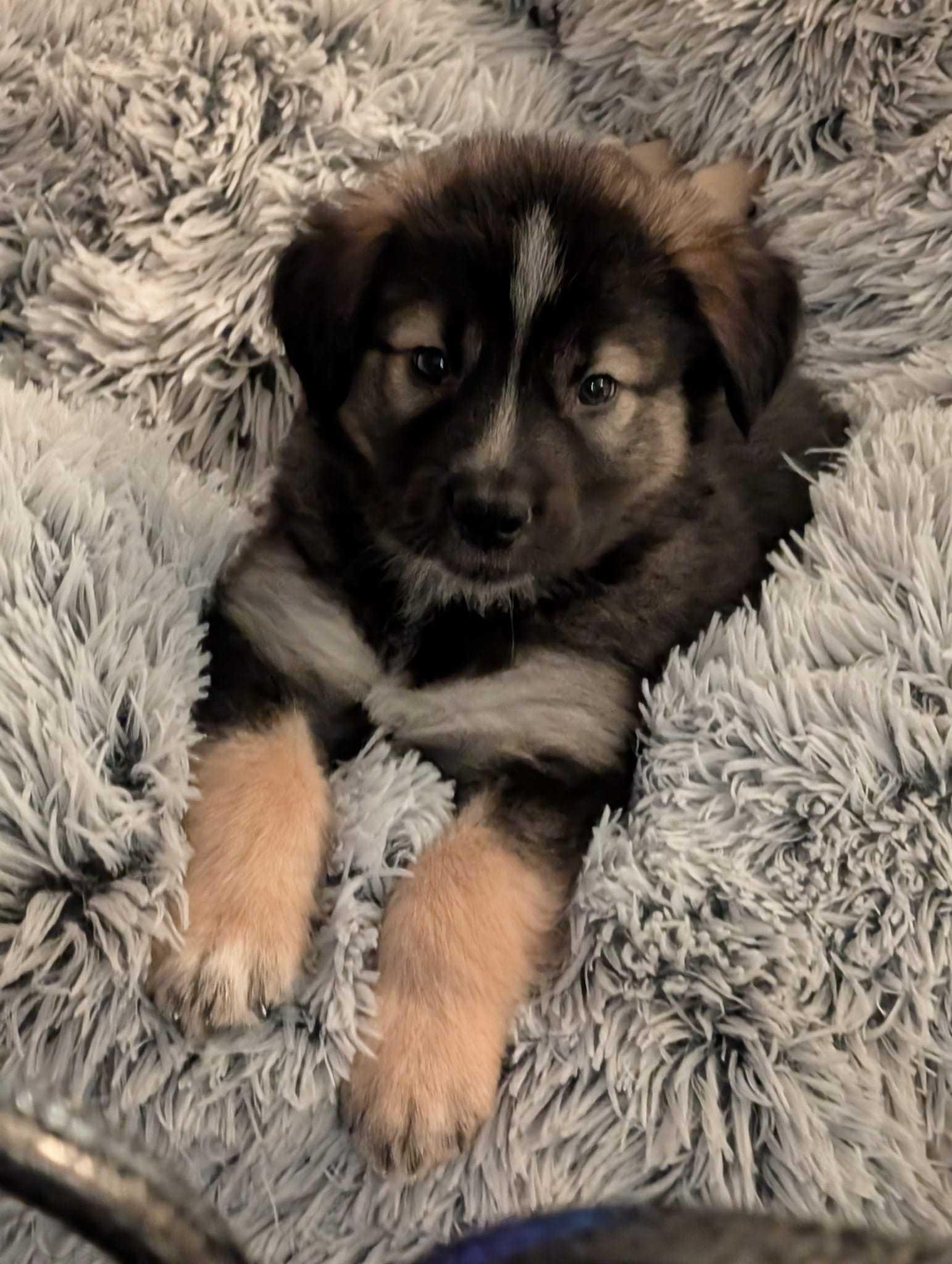 Lee, adopted, Puppy Male Husky & Shepherd.