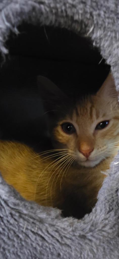 Waffles, Adoptable, Kitten Male Domestic Short Hair.
