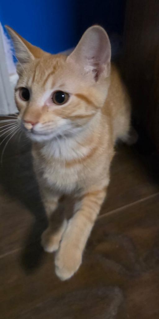 Enlarge Waffles, a Adoptable mixed breed in Camden, TN image 2/2