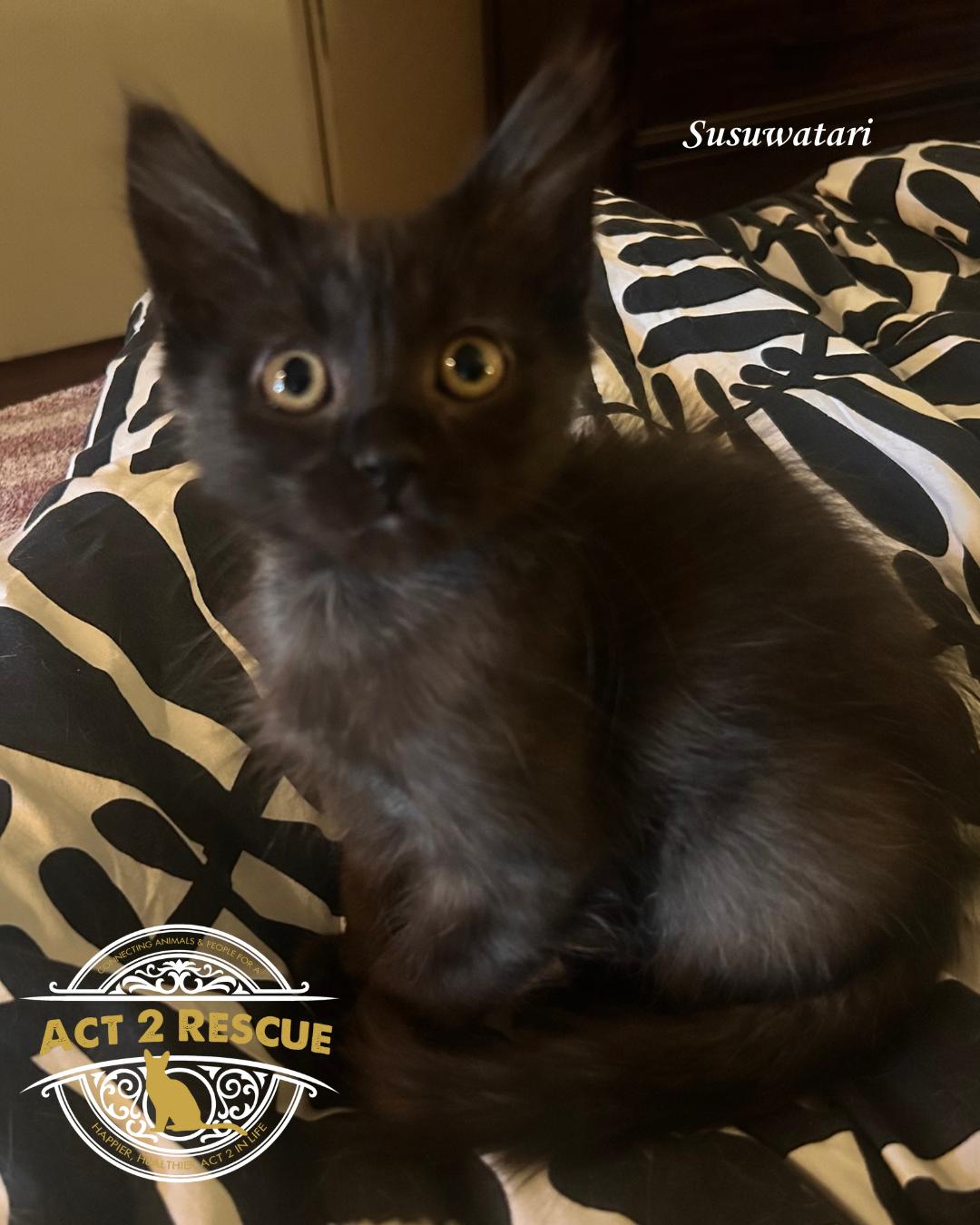 Enlarge Susuwatari, a Adoptable mixed breed in Riverside, CA image 2/2