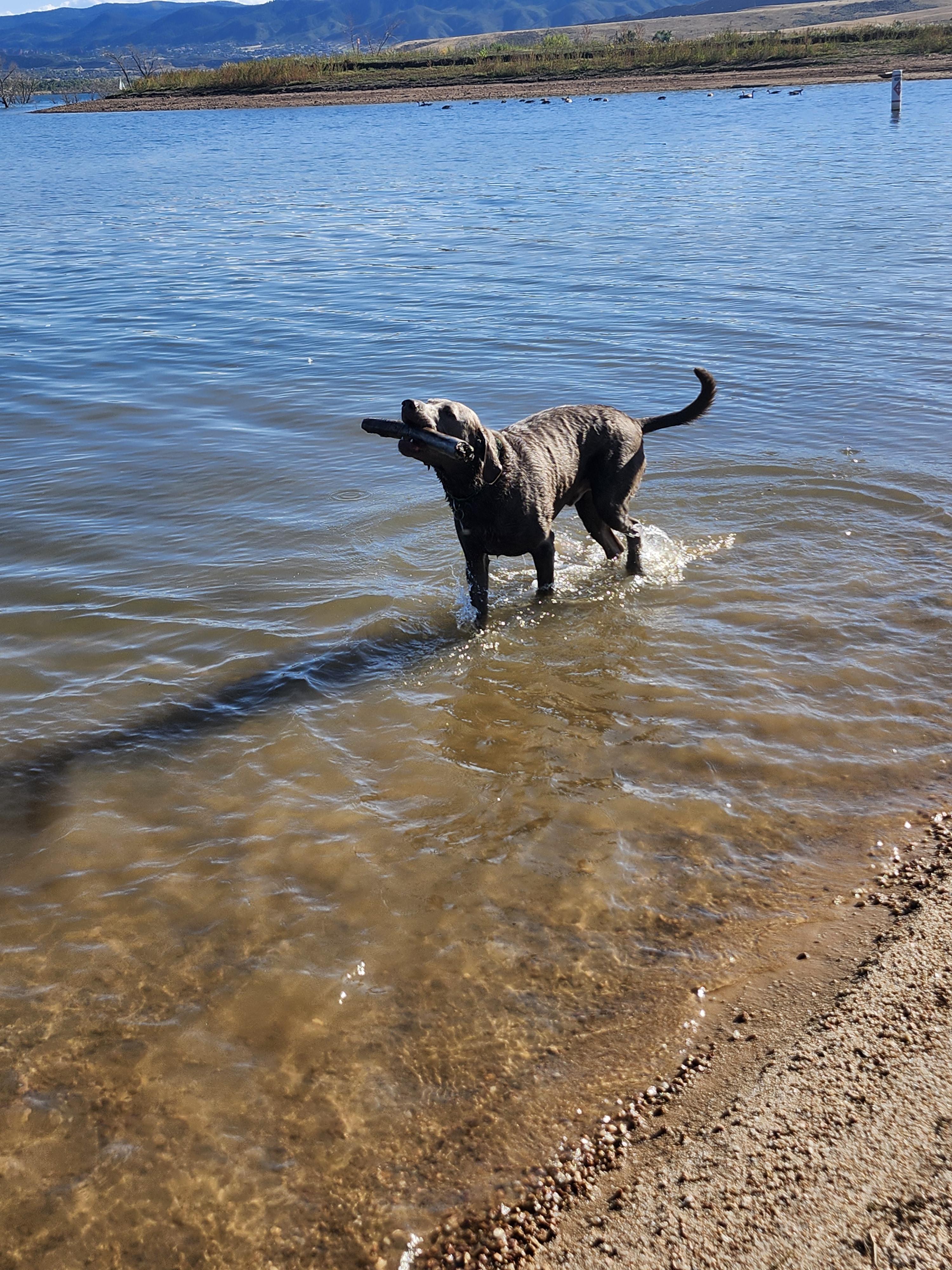 Oliver, Adopted, Adult Male Labrador Retriever.