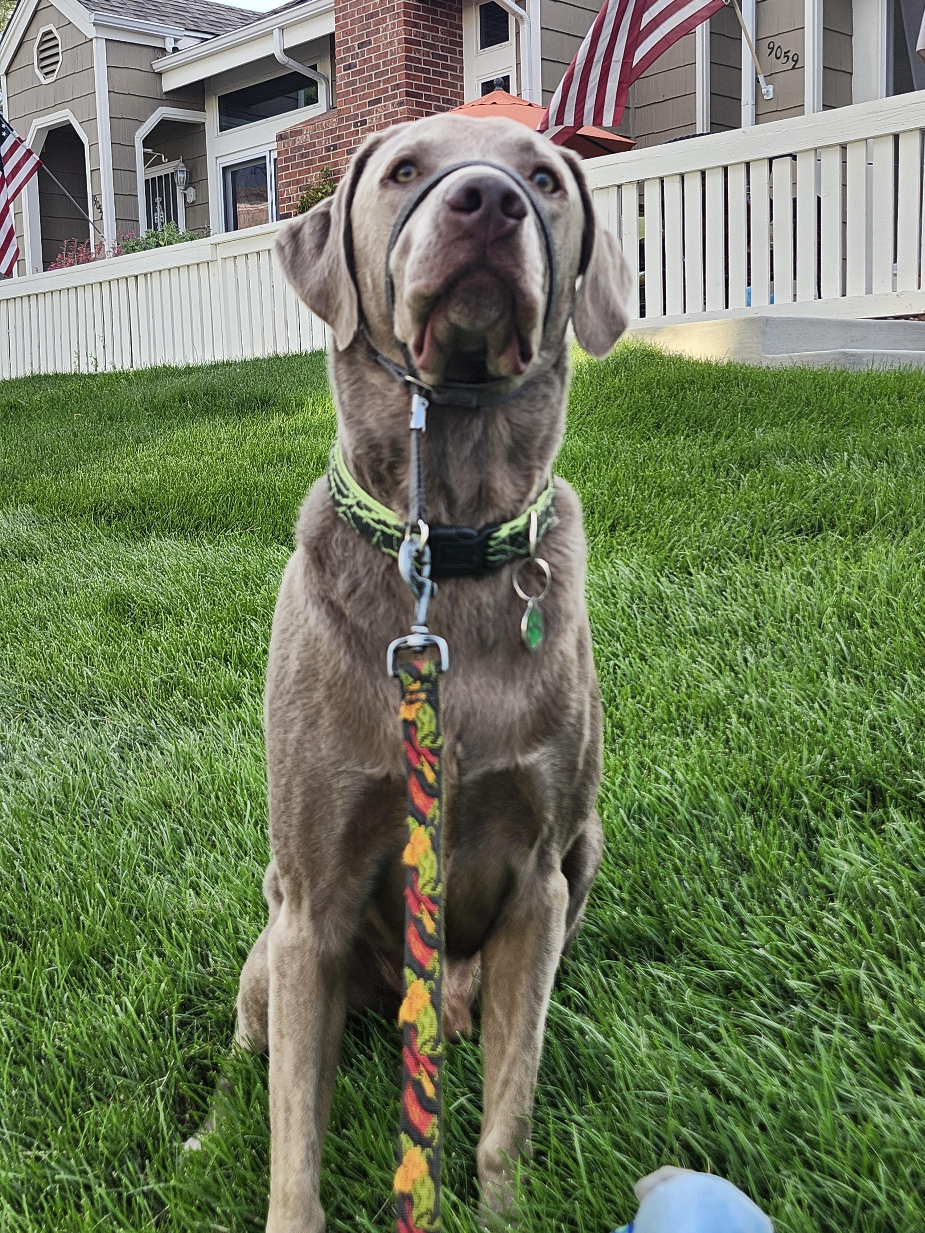 Oliver, a Adopted Labrador Retriever in Golden, CO image 2/4