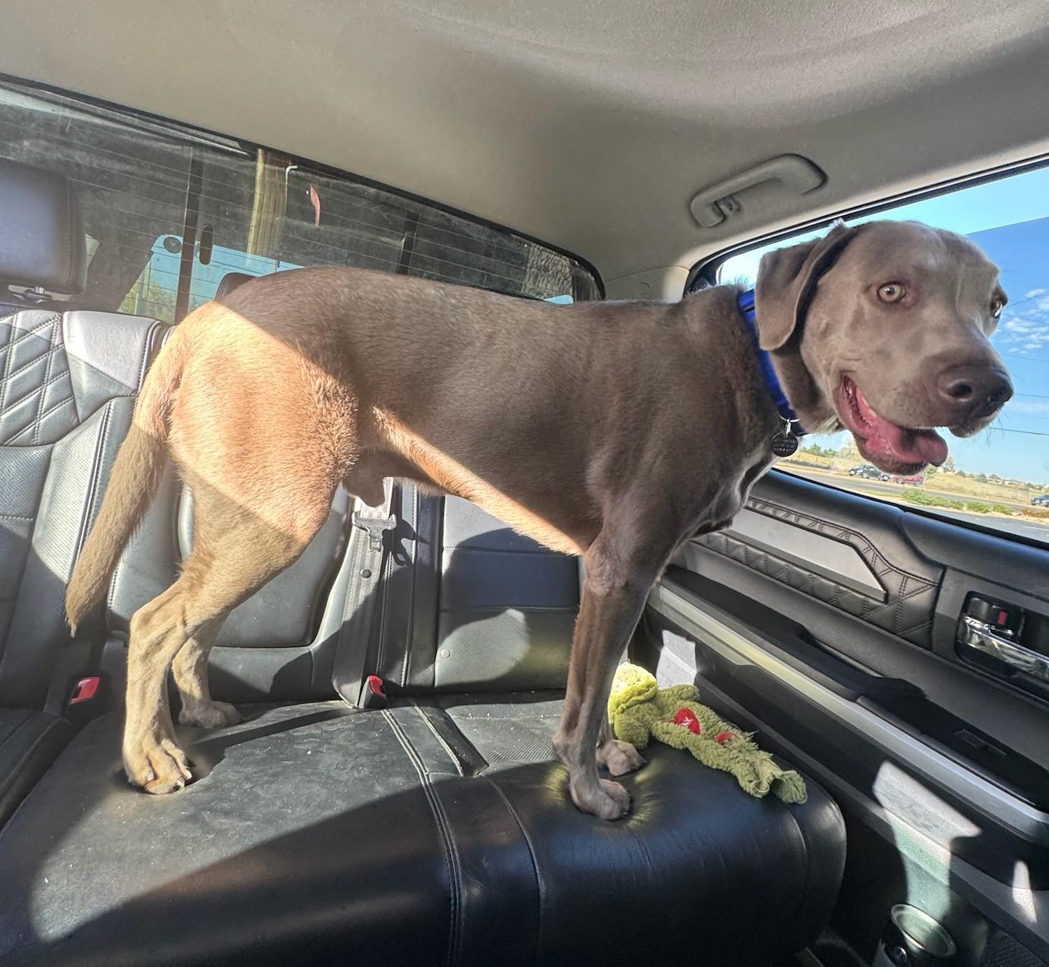 Oliver, a Adopted Labrador Retriever in Golden, CO image 3/4