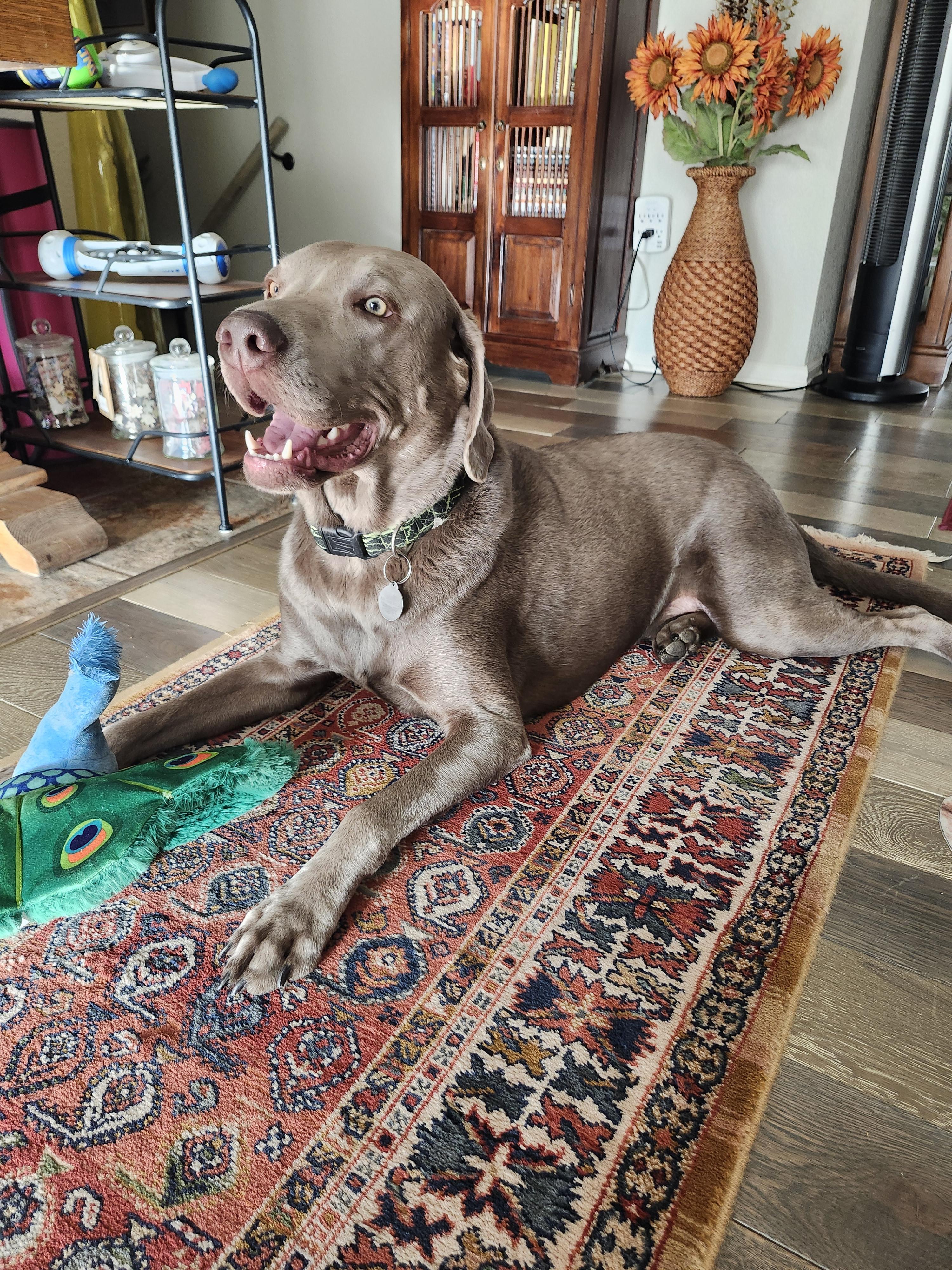 Oliver, a Adopted Labrador Retriever in Golden, CO image 4/4