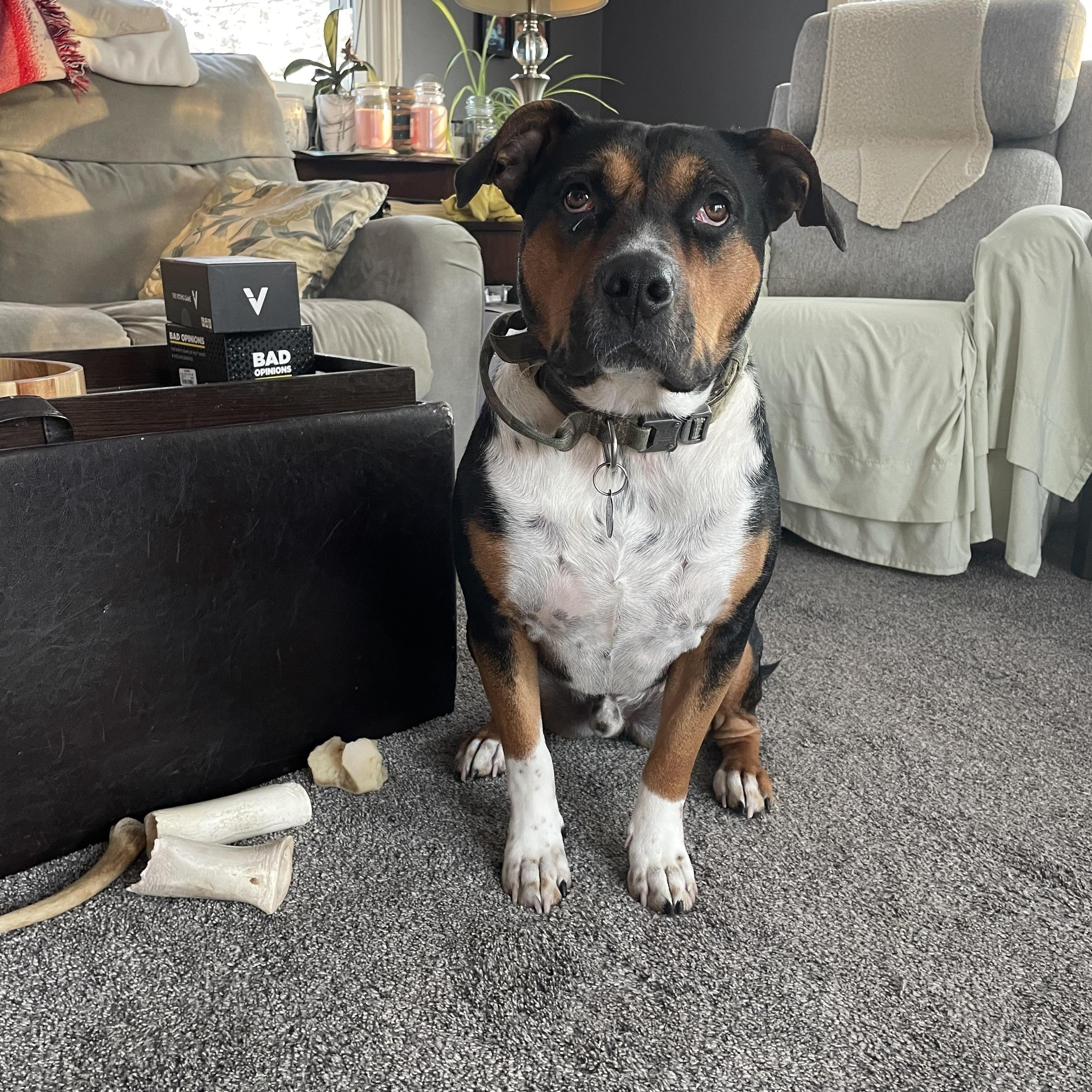 Tyson, ADOPTABLE, Young Male Boxer.