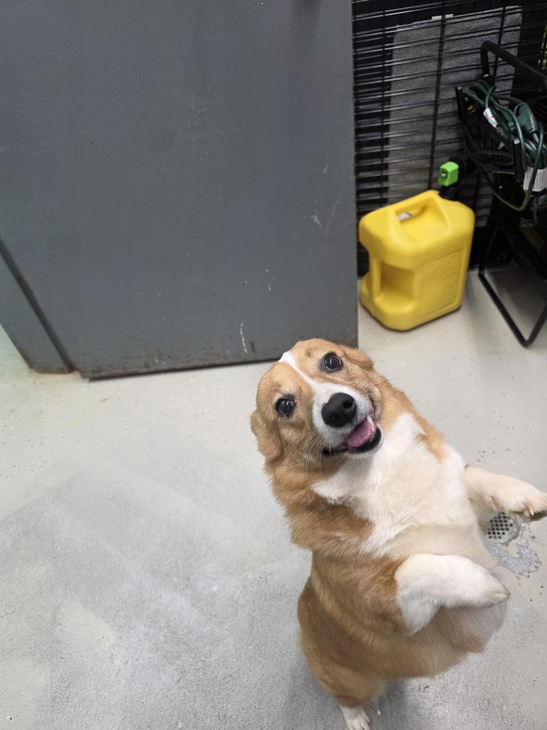 Skady, Adoptable, Adult Female Corgi.