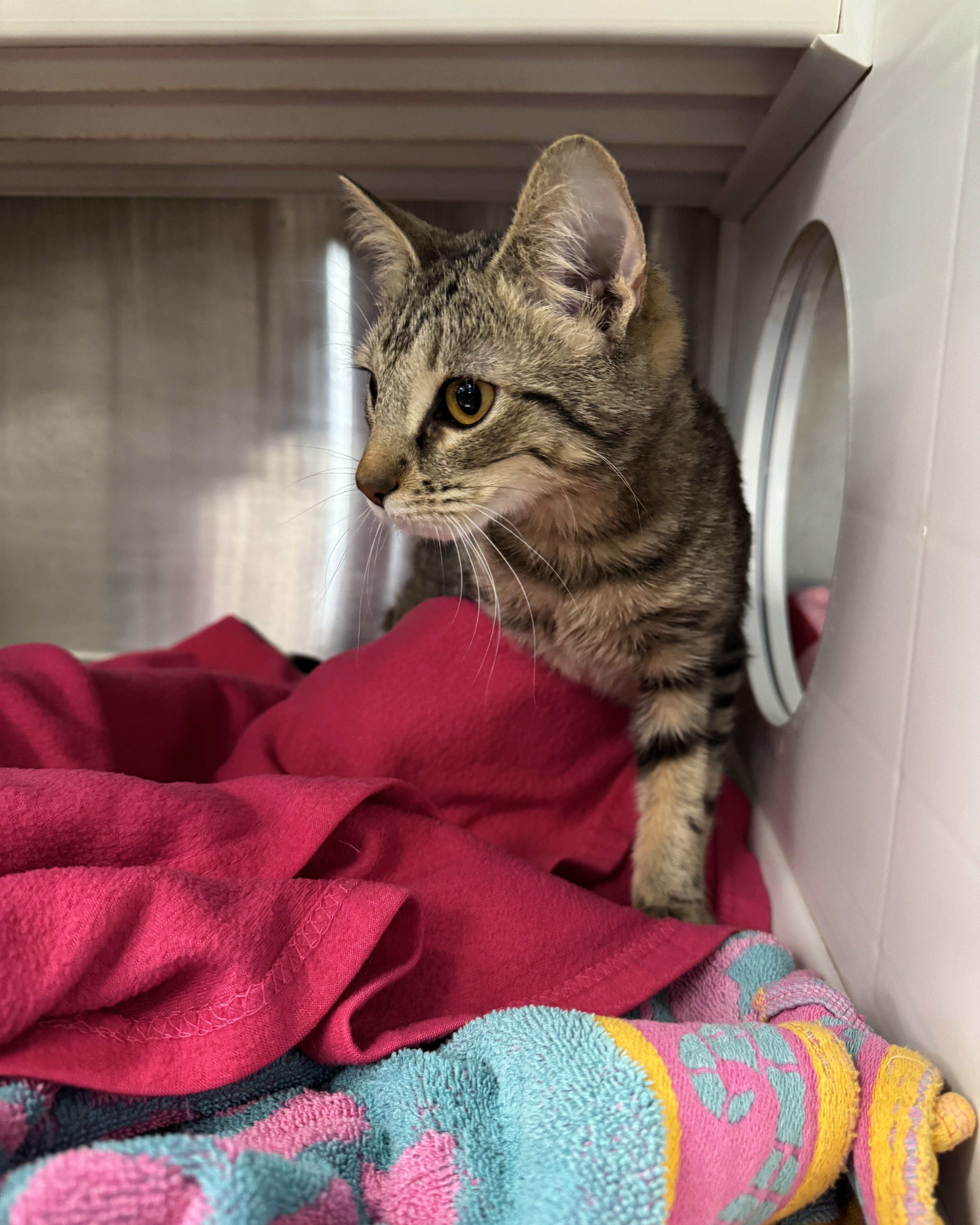 Enlarge Gidget, an adopted Domestic Short Hair in Seneca, PA image 4/5