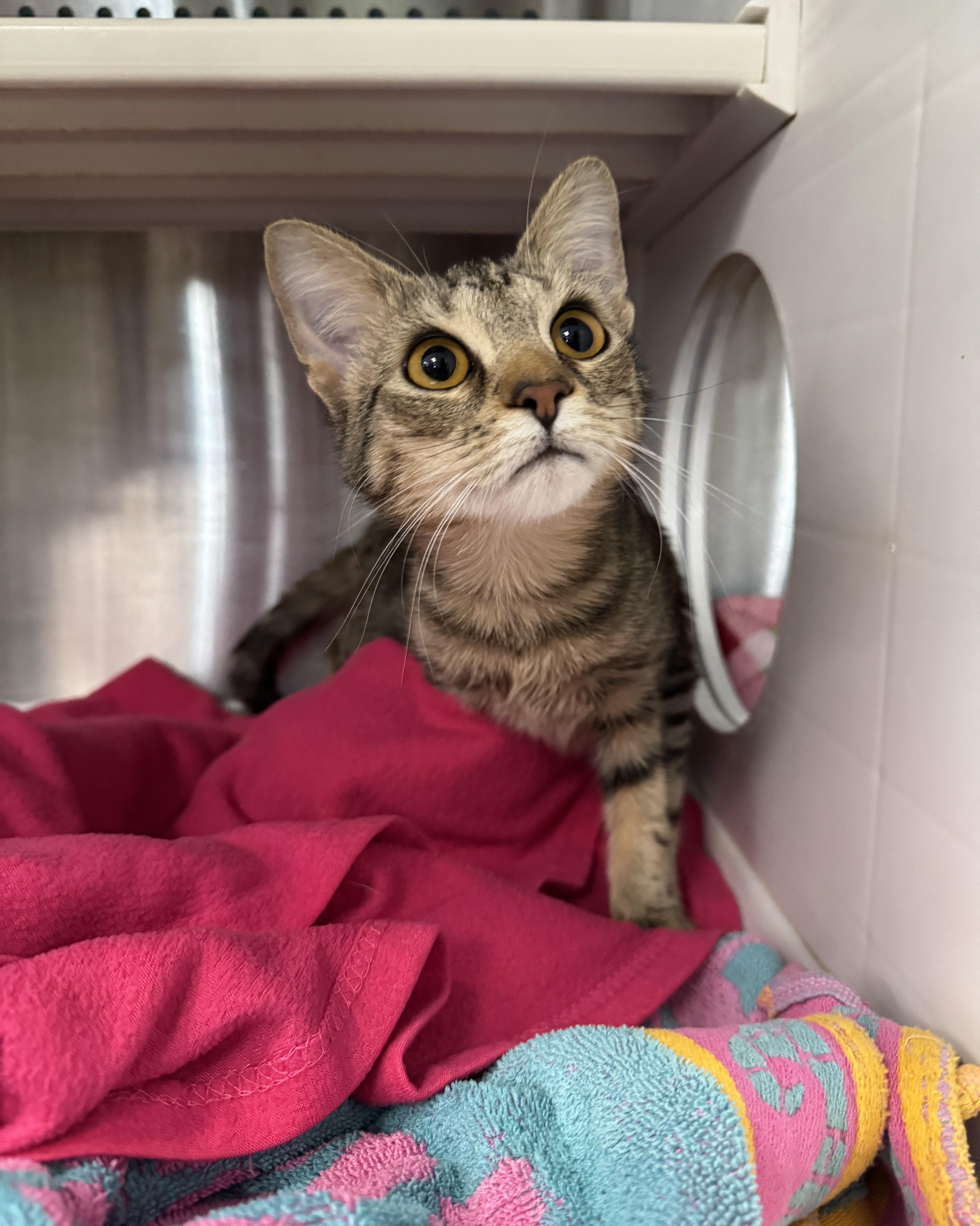 Enlarge Gidget, an adopted Domestic Short Hair in Seneca, PA image 3/5