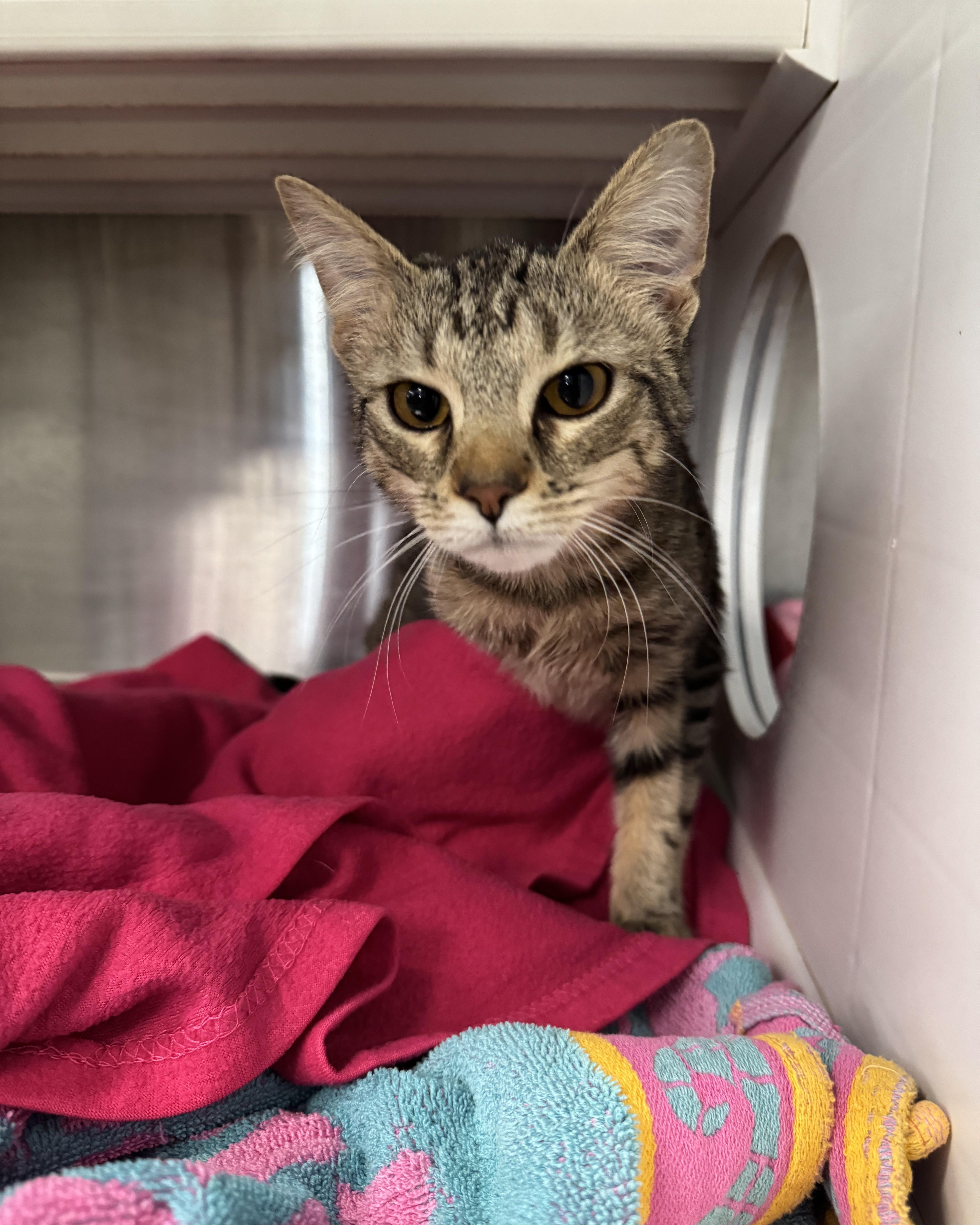 Enlarge Gidget, an adopted Domestic Short Hair in Seneca, PA image 5/5