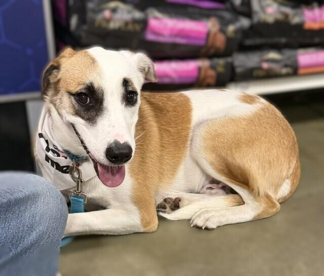 Walter, Adoptable, Young Male Beagle & Boxer.