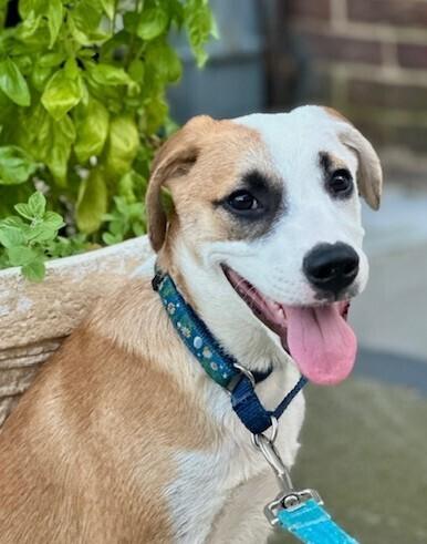 Enlarge Walter, a Adoptable mixed breed in Washington, DC image 2/6