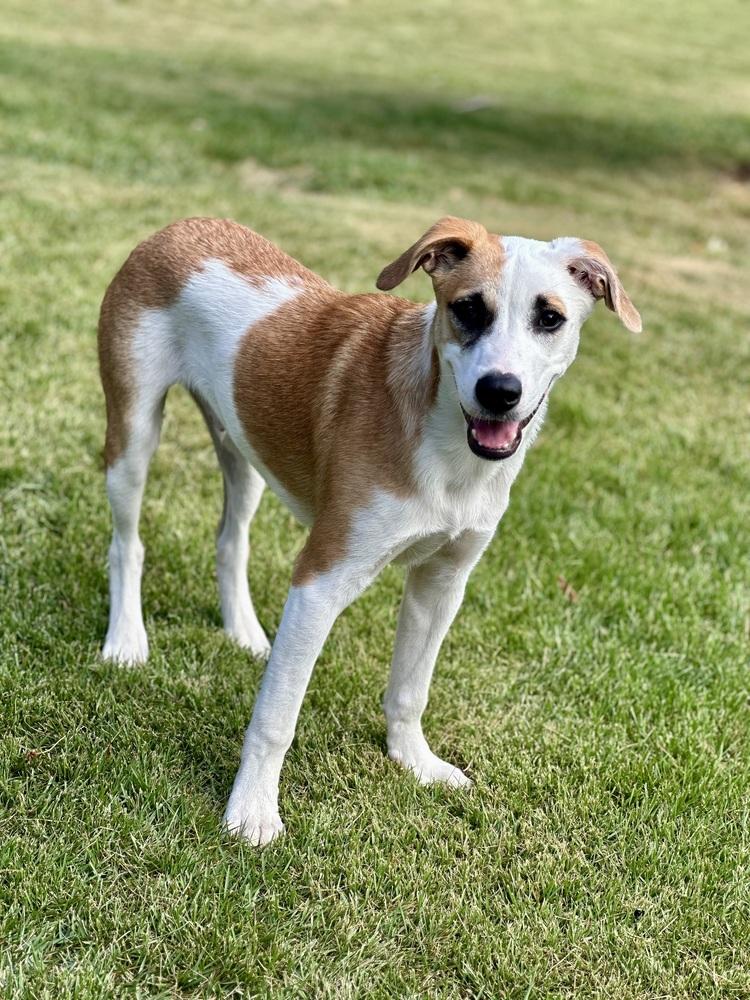 Enlarge Walter, a Adoptable mixed breed in Washington, DC image 3/6
