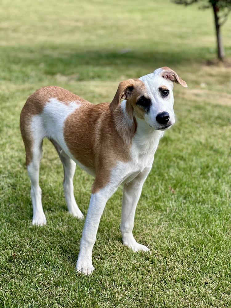 Enlarge Walter, a Adoptable mixed breed in Washington, DC image 4/6