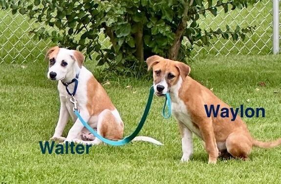 Enlarge Walter, a Adoptable mixed breed in Washington, DC image 5/6