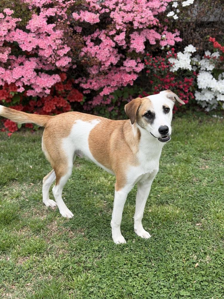 Enlarge Walter, a Adoptable mixed breed in Washington, DC image 6/6