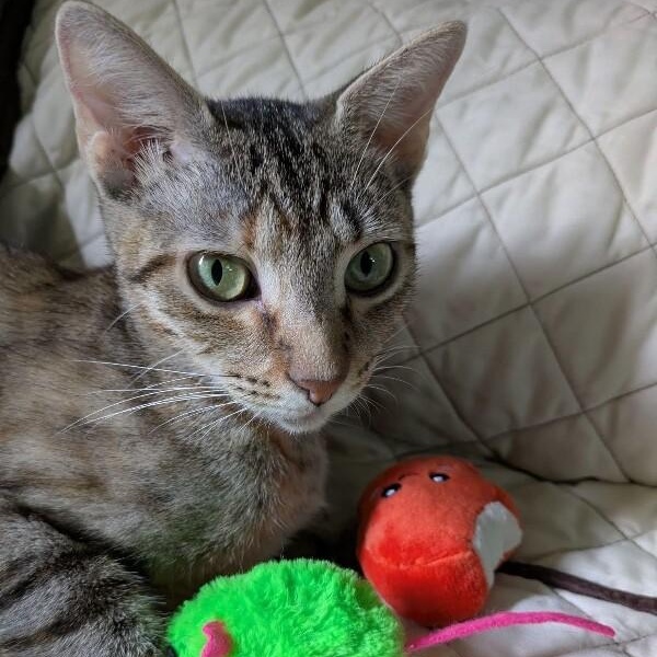 Megan the Leash Walking Cat — thumbnail 4