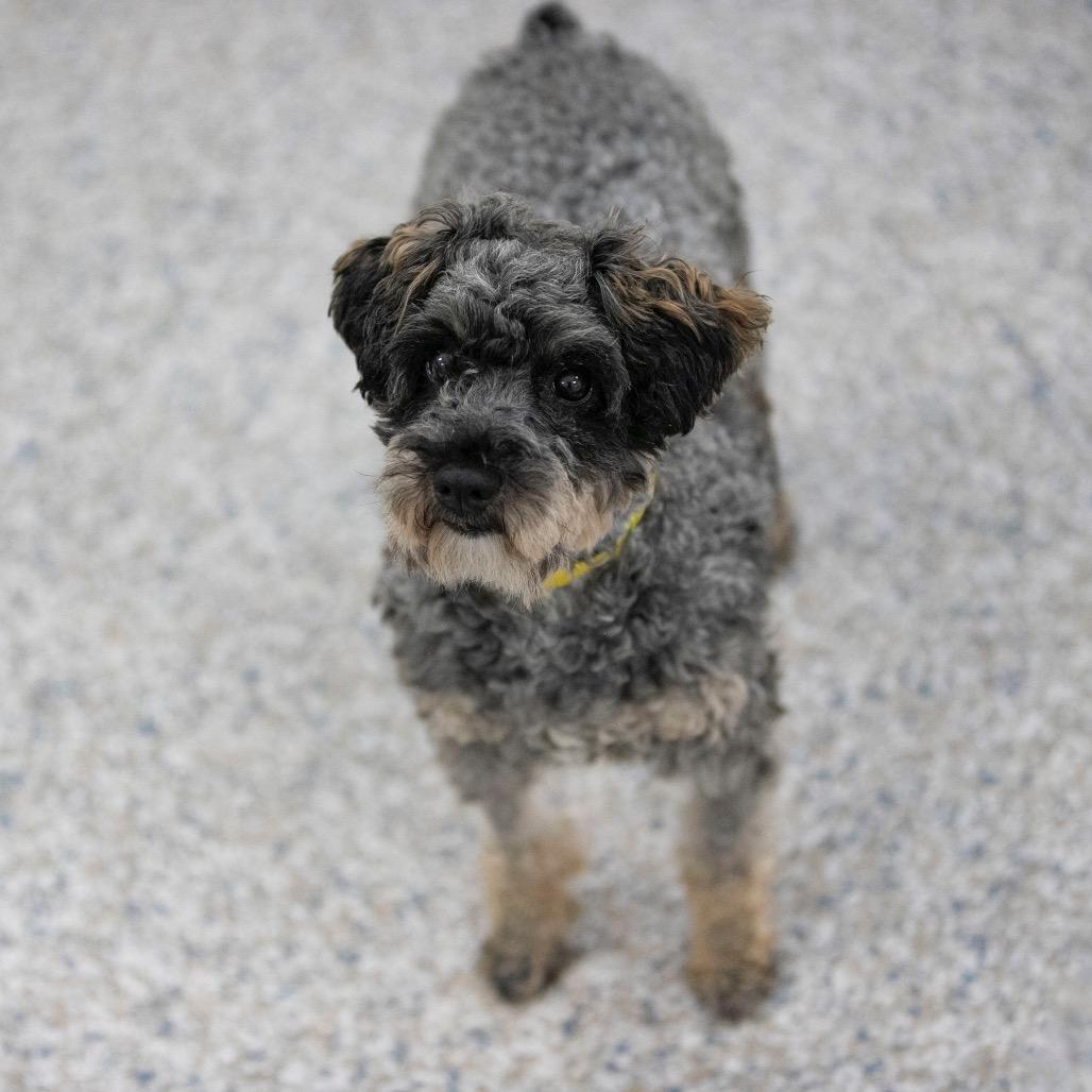 Delaney (JN25-506), a Adoptable Schnauzer in Bendena, KS image 5/6