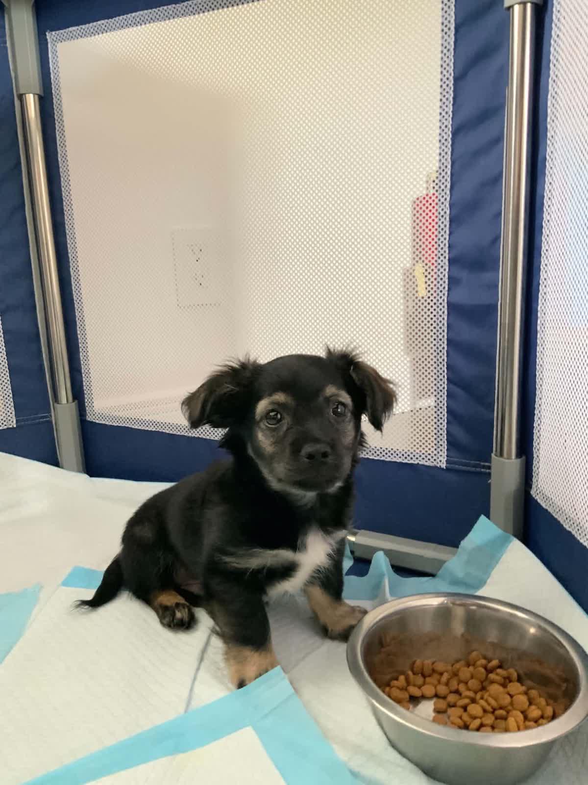 Crash, an adopted mixed breed in Copiague, NY image 3/5
