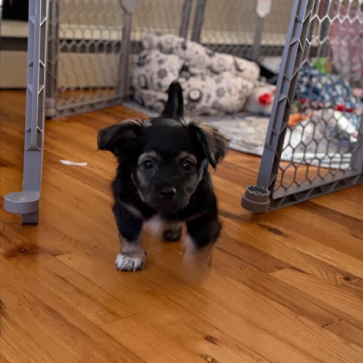 Crash, an adopted mixed breed in Copiague, NY image 2/5