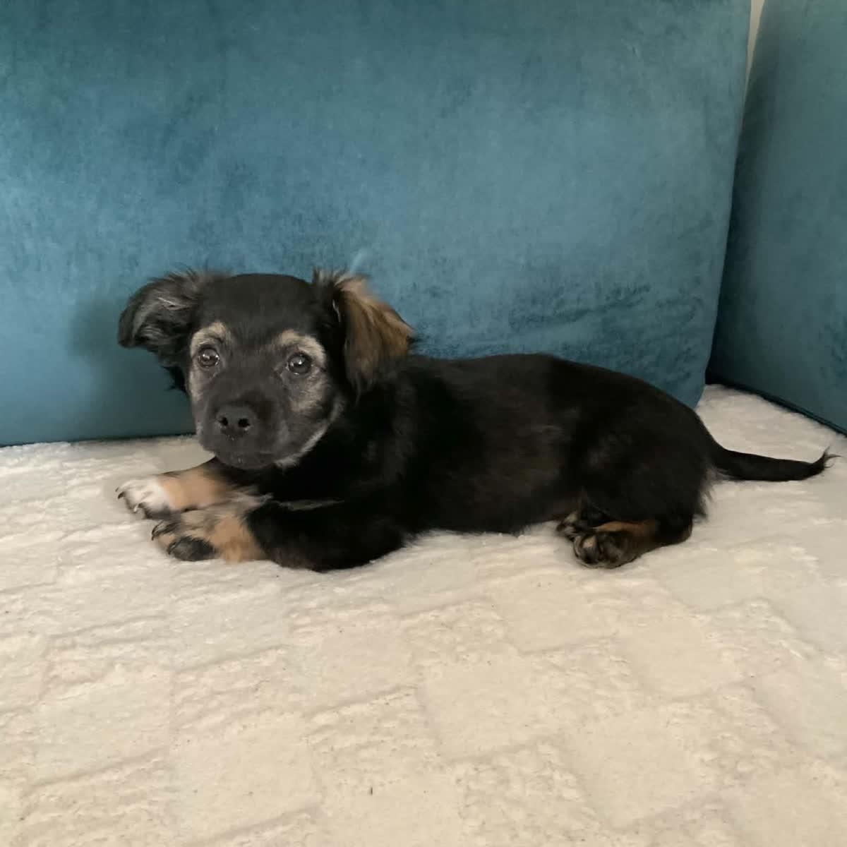 Crash, adopted, Puppy Male Dachshund.