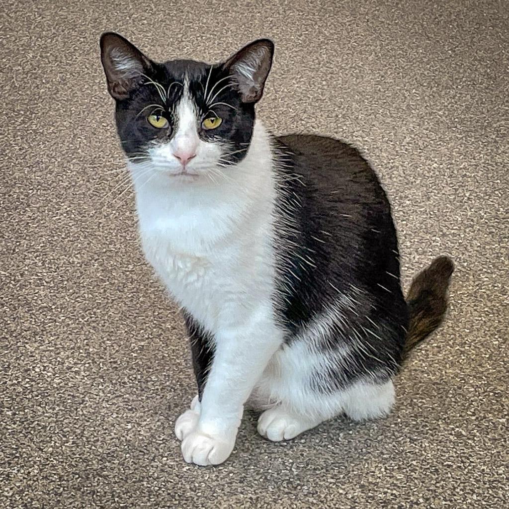 Enlarge March, a Adoptable mixed breed in Huntley, IL image 2/6